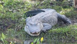 En Australie, dix alligators relâchés dans un parc