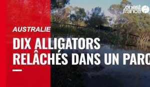 VIDÉO. Australie : dix alligators relâchés dans un parc
