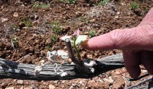 Gel dans l'Hérault : Les viticulteurs au plus mal