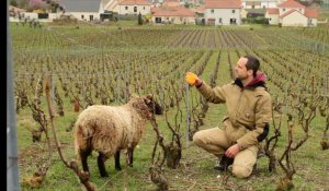 Poules et moutons dans les vignes