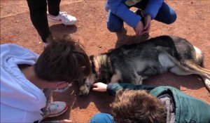 Calinothérapie et chiens de traineau à Carvin