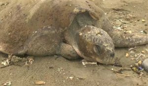 Bangladesh: mobilisation pour sauver des tortues victimes d'une marée géante de plastique