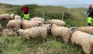 A Audresselles, une arrivée de moutons face à la mer