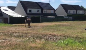 Des animaux sans eau en plein soleil à Racquinghem, la mairie veut interdire les cirques