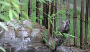 Le zoo de Lille s'adapte pendant la canicule