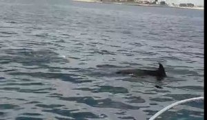 Un banc de dauphins et de marsouins filmé à Gâvres