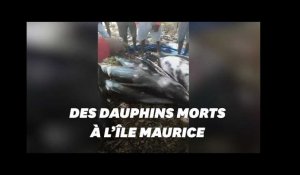 A l'île Maurice, une vingtaine de dauphins retrouvés morts