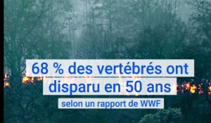 68 % des vertébrés ont disparu en 50 ans, selon un rapport de WWF