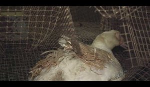 Animaux : La nouvelle vidéo choc et bouleversante de L214 sur un élevage de canards