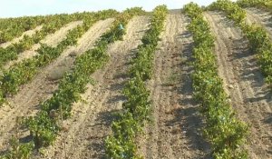 En Algérie, le secteur viticole à la peine
