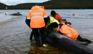 Australie: le sauvetage des "dauphins-pilotes" échoués en baie de Tasmanie se poursuit