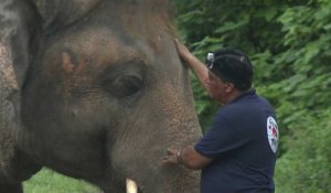 L'unique éléphant du Pakistan va partir au Cambodge