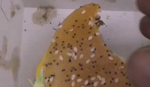 Un Rémois découvre un cafard dans son hamburger