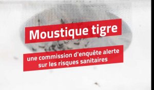 Moustique tigre : une commission d'enquête alerte sur les risques sanitaires