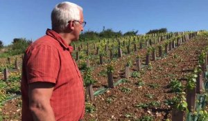 Il plante de la vigne dans le Nord - Pas-de-Calais
