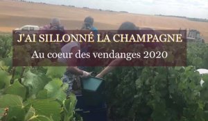 Vendanges 2020 : à la découverte des vignes tressées de Crouttes-sur-Marne