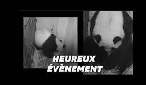 Les images de la naissance d'un bébé panda au zoo de Washington