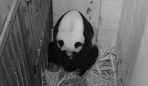 Naissance d'un bébé panda au zoo de Washington