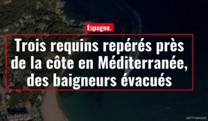 Espagne. Trois requins repérés près de la côte en Méditerranée, des baigneurs évacués