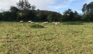 Une exploitation agricole cible de vandalisme, un mouton électrisé