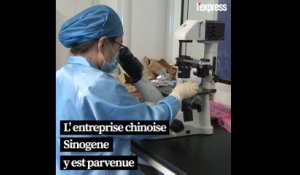 En Chine, un chat cloné à des fins commerciales