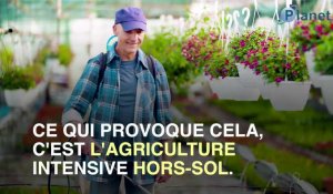 L'agriculture intensive fait apparaître des aurores boréales en Bretagne