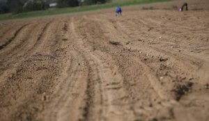 Vol de patates à  Colleret:  la  frontière entre glaneurs et voleurs