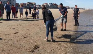 Sauvetage d'un bébé phoque sur la plage de Malo