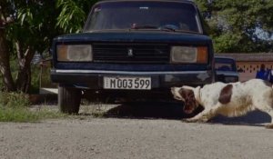 A Cuba, des chiens formés à la française pour renifler l'argent