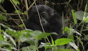 RDC: des gorilles dans les griffes d'un conflit entre Pygmées et Rangers