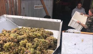 Septièmes vendanges pour l'unique terril viticole du Pas-de-Calais