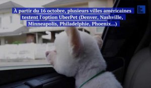 Uber va proposer une option «animal de compagnie» (chiens et chats)