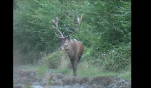 Images rares des grands cerfs de la forêt de Mormal