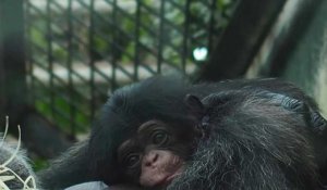 Naissance rare d'un bébé chimpanzé au zoo de Beauval