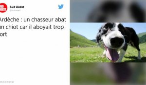 Ardèche. Un chasseur avoue avoir abattu un chiot de 4 mois car il aboyait trop fort