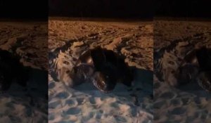 Une tortue Luth s'échoue sur une plage du Finistère