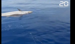 Marseille : Un dauphin pousse le cadavre d'un congénère... « C'était comme des funérailles »