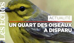 3 milliards d'oiseaux disparus en Amérique du Nord depuis 1970