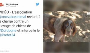 Chiens de chasse maltraités en Dordogne. L'association One Voice dénonce l'inaction des autorités