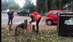Des chiens s'entraînent à retrouver des personnes disparues à Saint-Amand-les-Eaux