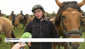 Trans'Henson, le rendez-vous des amateur de chevaux en Baie de Somme