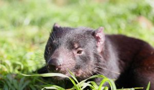 Australie: des diables de Tasmanie réintroduits sur le continent, 3.000 ans après