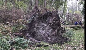 Coudekerque-Branche: les traces de la tempête Odette toujours visibles au parc du Fort-Louis