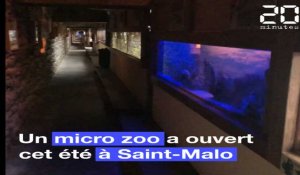 Un micro zoo a ouvert ses portes cet été à Saint-Malo