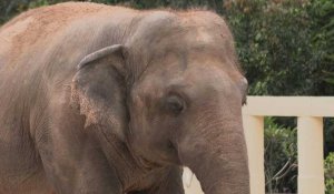 Cambodge: "l'éléphant le plus seul au monde" renoue avec ses congénères