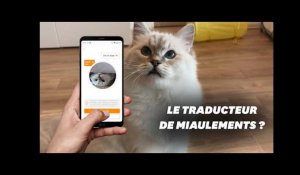 Que vaut Meow Talk, l'application qui traduit les miaulements de chat ?