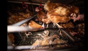Picardie: L214 dénonce les conditions de vie des poules pondeuses dans un élevage intensif