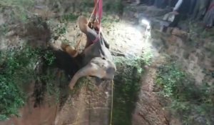 Inde : sauvetage d'un éléphant tombé dans un puits