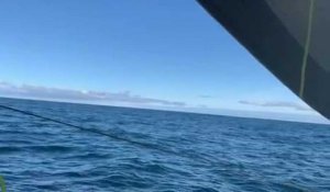 Vendée Globe. Quand Charlie Dalin croise plusieurs baleines sur son chemin