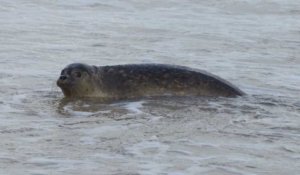 Calais: trois phoques relâchés en mer